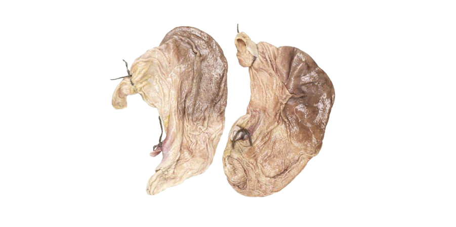 Fuchs - Schweine-Magen, abgebunden, 1 Stück